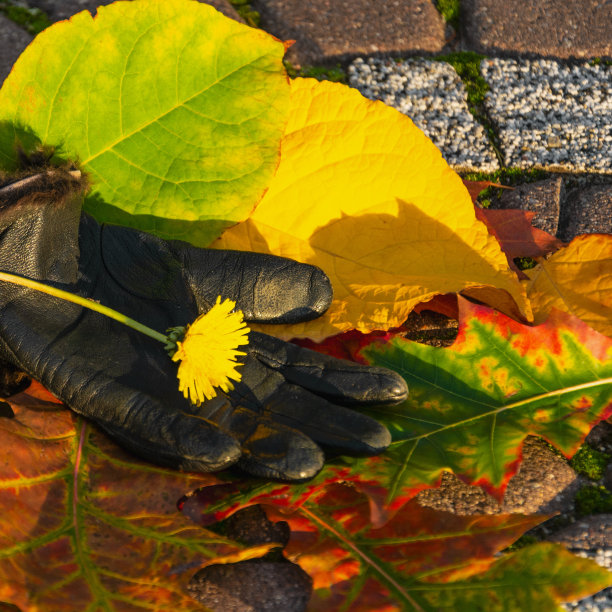 美丽的秋天组成了树叶图片下载