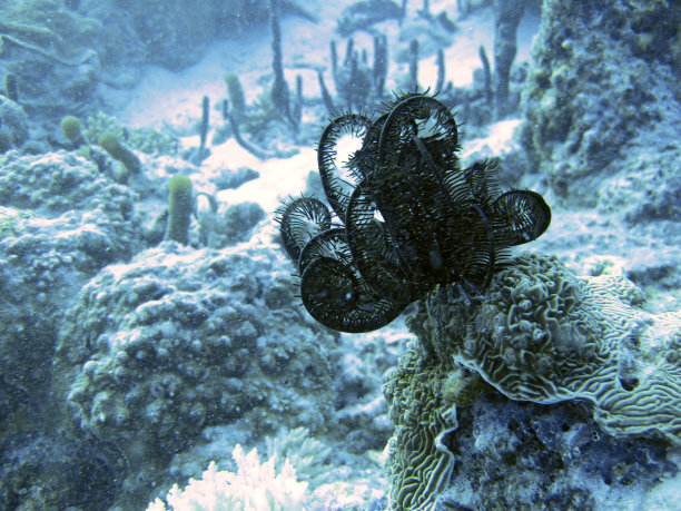 马尔代夫的黑色海百合图片下载