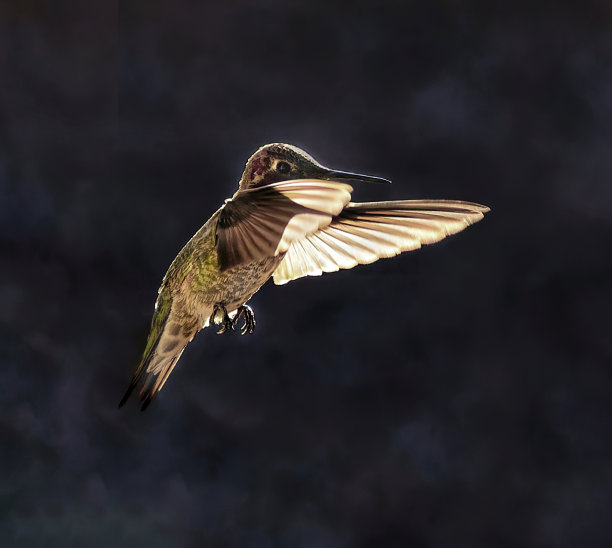 蜂鸟飞行图片下载