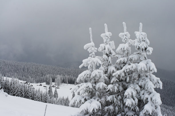 冬天的树图片下载