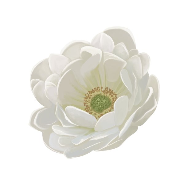 美丽的白色银莲花独自，没有线画图片下载