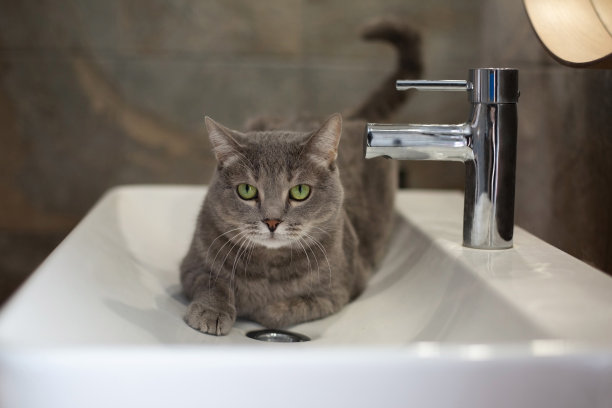 美丽可爱的灰色猫，绿色的眼睛。宠物躺在水槽里，洗着。图片下载