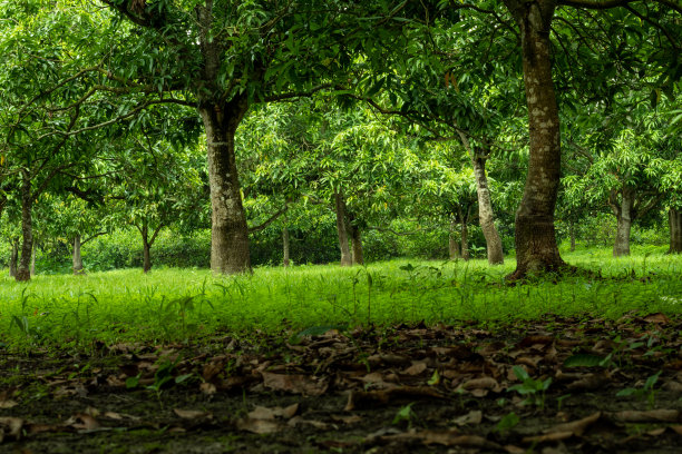 芒果种植业是亚洲次大陆主要的水果种植业图片下载