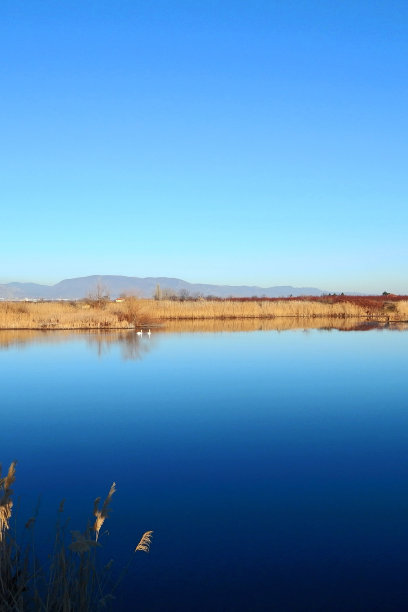 蓝色的湖和两只天鹅图片下载