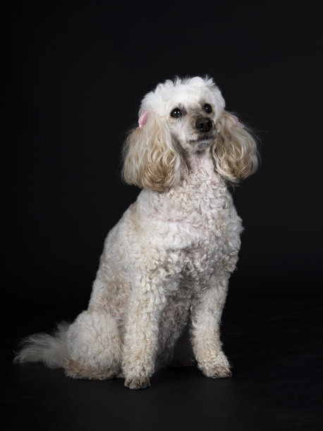 贵宾犬在工作室图片下载