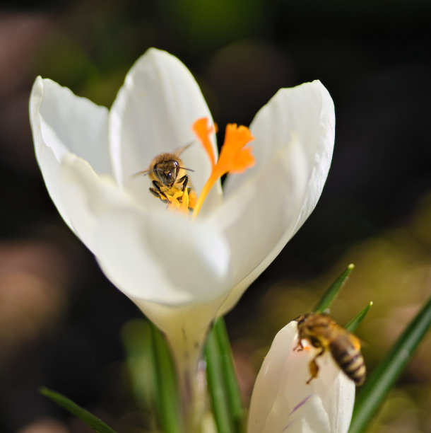 阳光明媚的一天，蜜蜂在白色番红花上图片下载