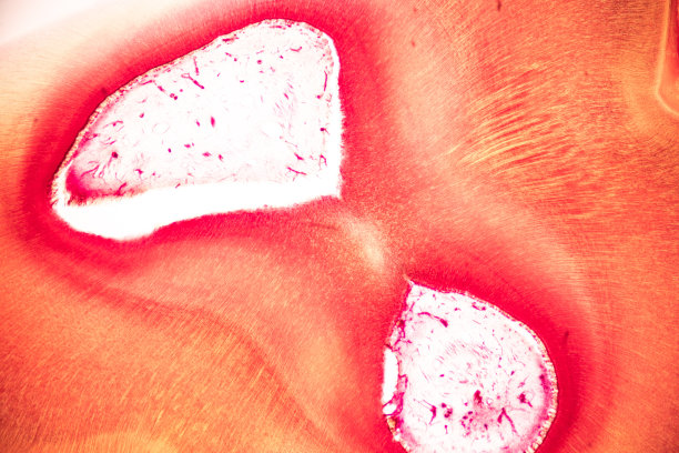 从显微镜下观察人类牙齿的发展。图片下载