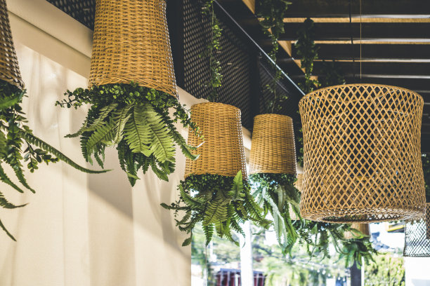 盆栽蕨类植物在竹编的篮子或倒挂在花盆里图片下载