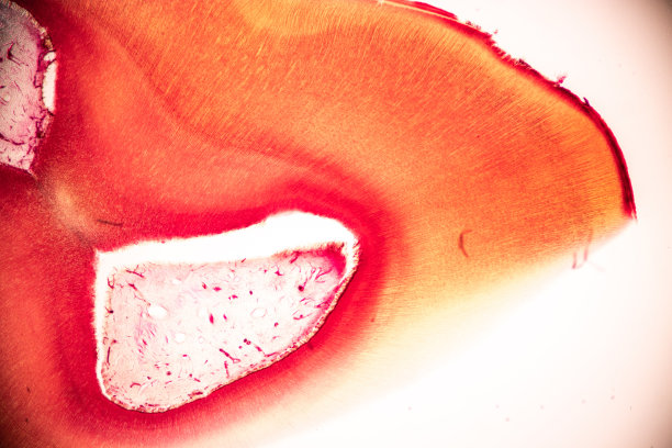 从显微镜下观察人类牙齿的发展。图片下载