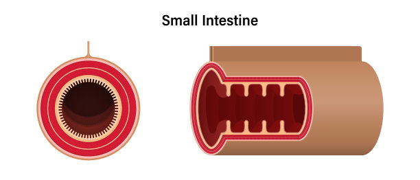 小肠。人体空肠横切面及纵切面。消化器官。医学教育。图片下载