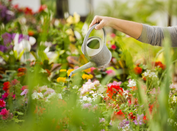 浇花的成熟女人图片下载