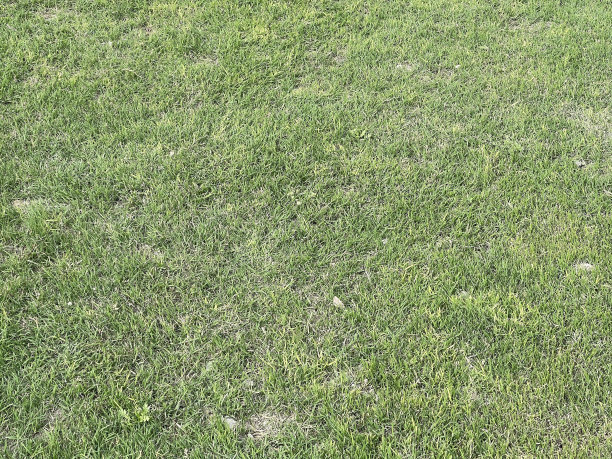 绿色的草坪图片下载