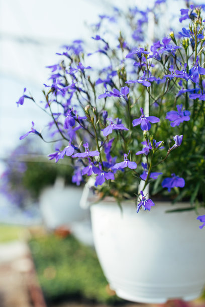 在室内园艺图片下载