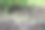 浇水的绿豌豆芽，幼苗生长在土壤下的水滴图片下载