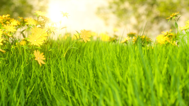 草甸原野，花草树木，美丽的夏春自然背景图片下载