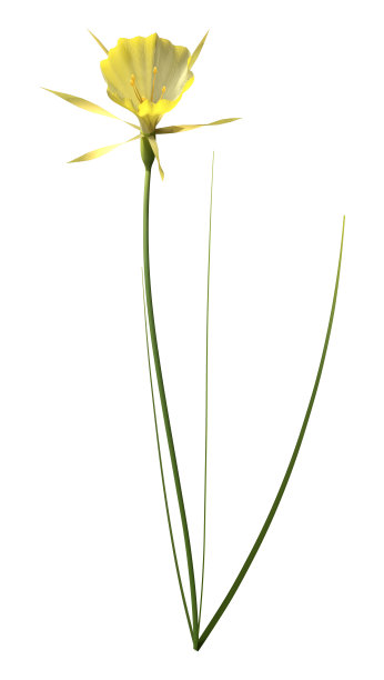 3D渲染水仙花在白色图片下载