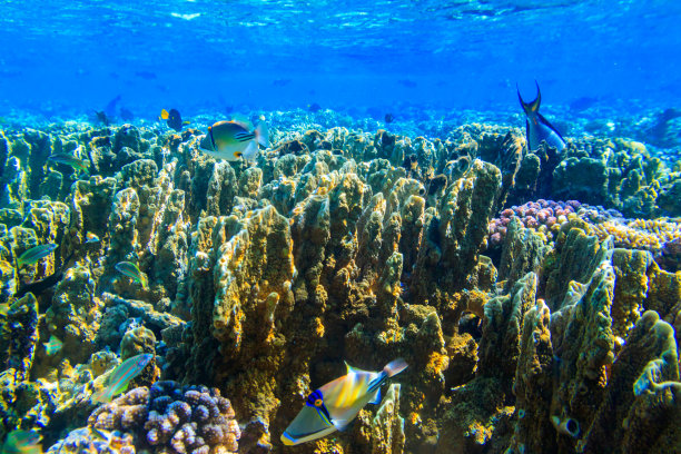 在埃及西奈半岛的拉斯穆罕默德国家公园，不同的热带鱼在红海的珊瑚礁里图片下载