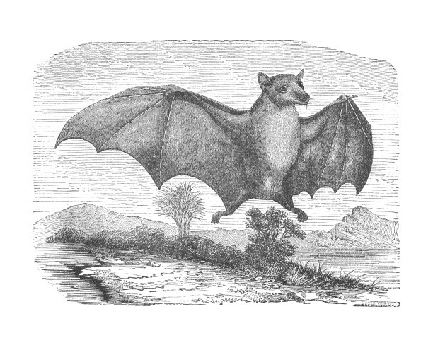 巨舌蝠，古董雕刻插图图片下载