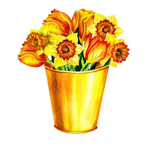 一束黄色的春花郁金香和水仙放在桶里。孤立在白色背景上。水彩插图。图片下载