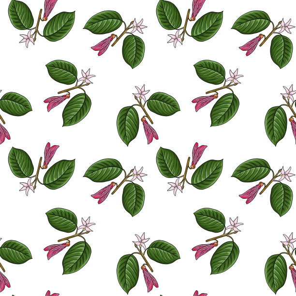 无缝图案，龙舌兰属的分支图片下载