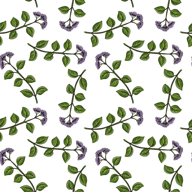 无缝图案与牛至植物图片下载