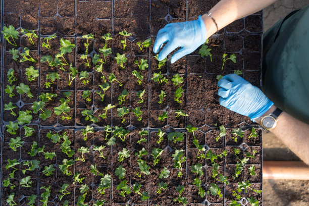 种植成排的天竺葵幼苗图片下载