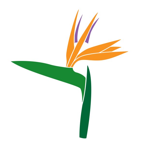 热带Strelitzia reginae或天堂鸟花孤立在白色背景向量插图。盛开的芦花矢量剪影，夏季氛围平面设计，花卉剪纸。图片下载