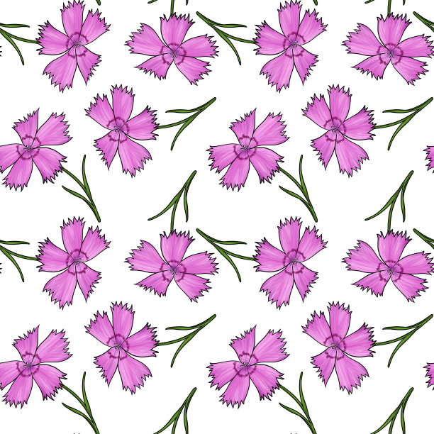 无缝图案与康乃馨的花朵图片下载