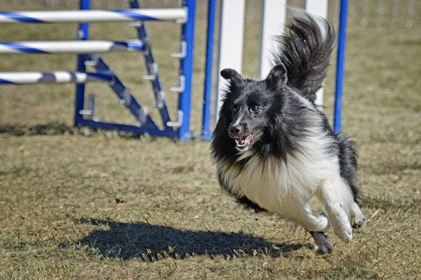 黑白色喜乐蒂犬奔跑图片下载
