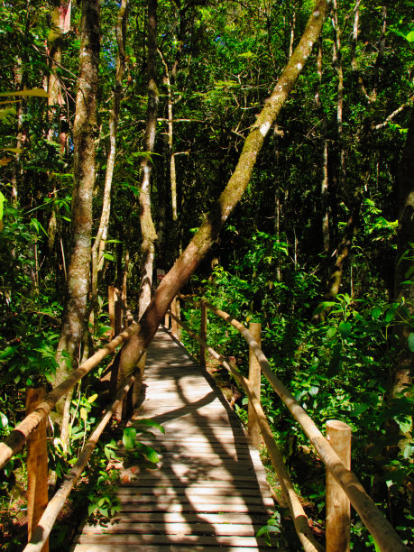 木栈道在树木之间，在溪边由瀑布在蝴蝶谷中创造。图片下载