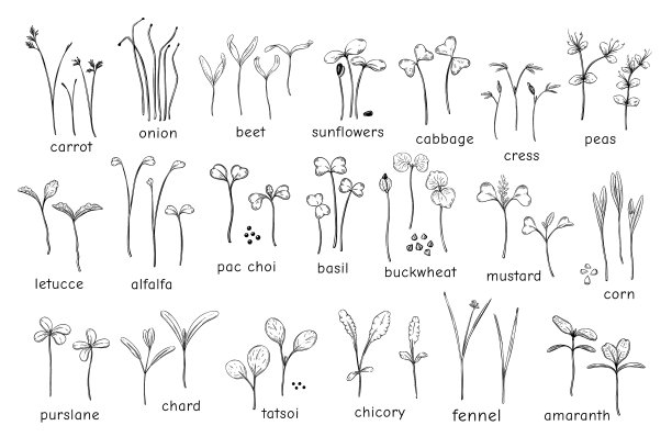 大套的微绿色草本植物微绿色图片下载