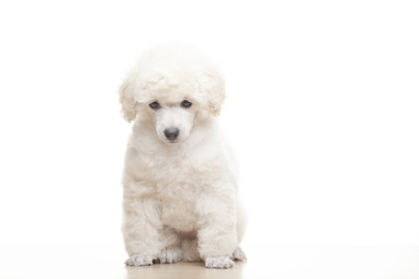 狗白色背景的图像图片下载