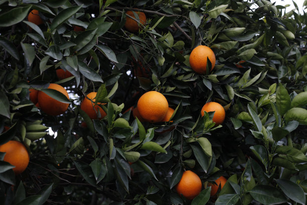 橙子树上成熟的橙子果实图片下载