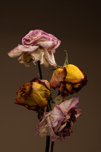 美丽的工作室枯萎干枯的玫瑰图片下载