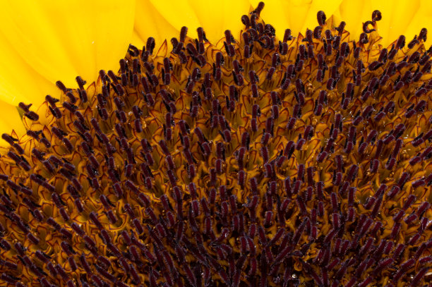 美丽的黄色向日葵中心的近距离照片图片下载