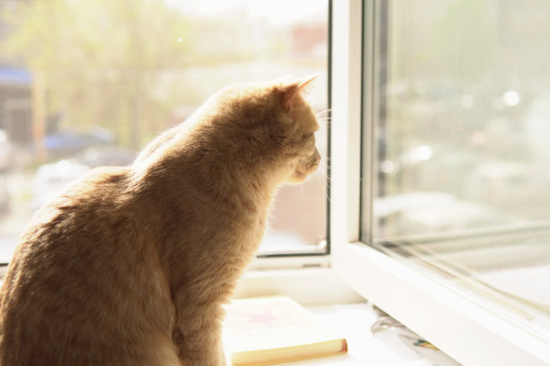 猫在阳光下玩耍图片下载