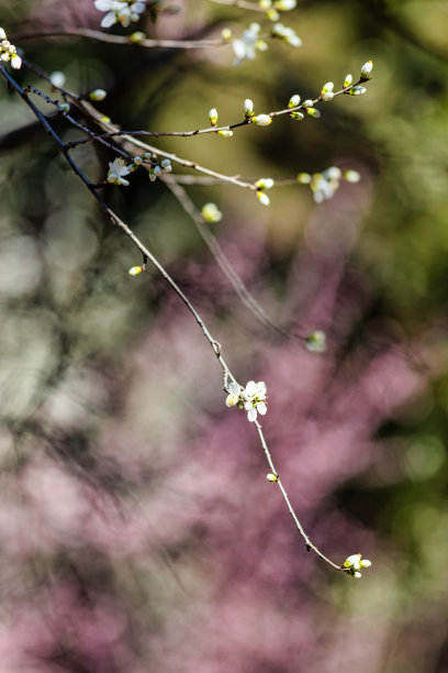 春天的桃花图片下载