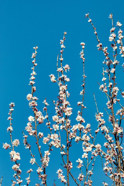春天的桃花图片下载
