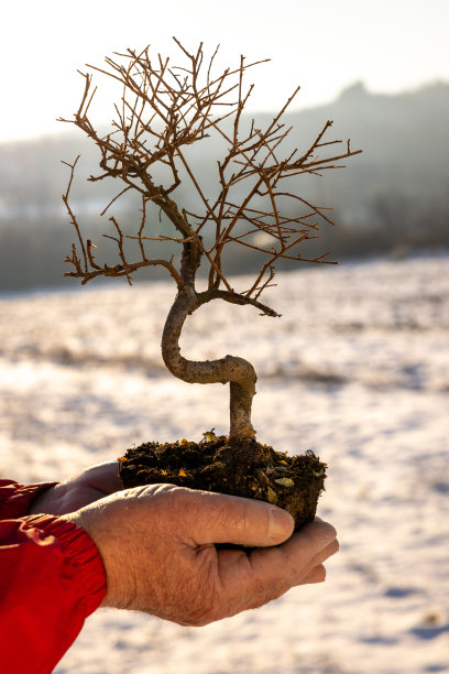 盆景树握在手中图片下载