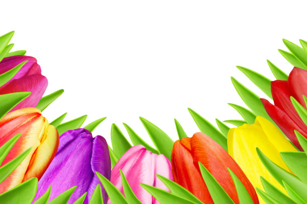 各种彩色郁金香孤立在白色背景特写图片下载