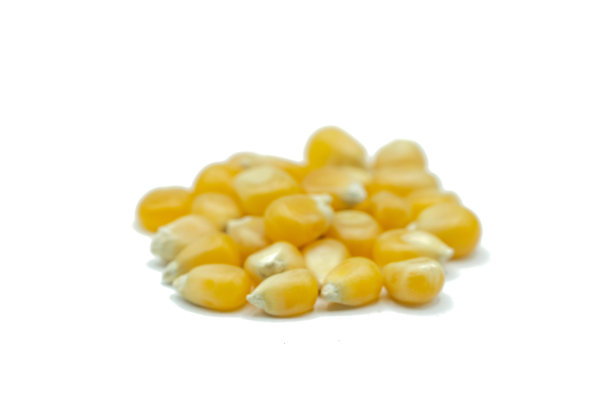 干玉米粒孤立在白色背景上图片下载