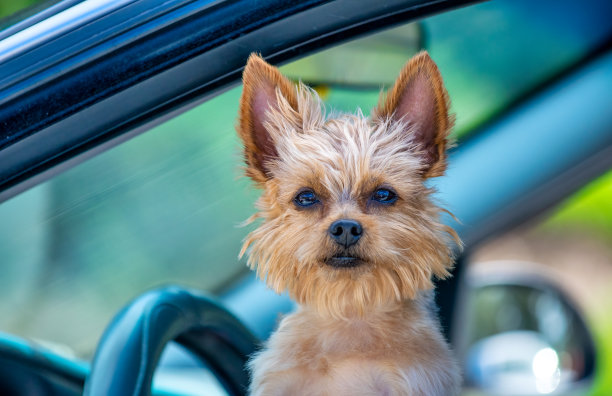 从车窗往外看的狗。图片下载