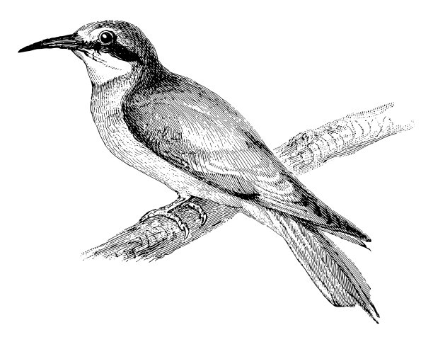 欧洲食蜂人(Merops apiaster) -老式雕刻插图图片下载