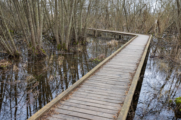 穿过沼泽的木板路图片下载