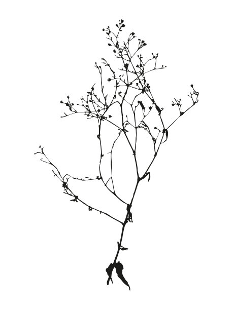 植物学、插画、矢量、自然、植物、剪影、孤立、树枝、草、植物学、夏天、艺术、绘画、花卉、花卉、背景、元素、白色、图形、设计、黑色、叶、枝、生态、生长、平面、野生、户外、纹身、园艺、生态、图片下载