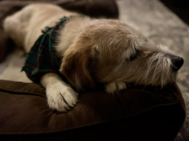 黄色拉布拉多哈士奇混合狗睡在狗床图片下载