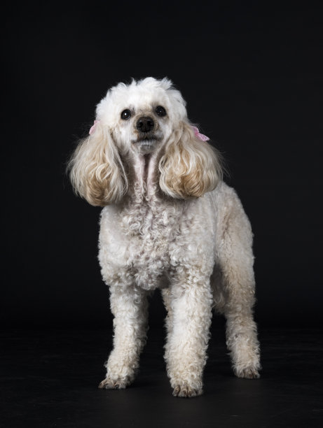 贵宾犬在工作室图片下载