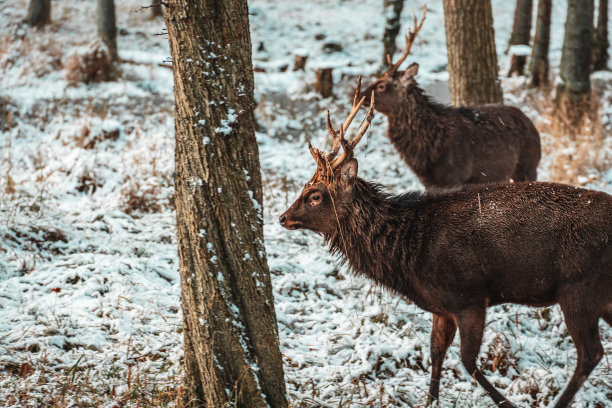 两只红鹿图片下载