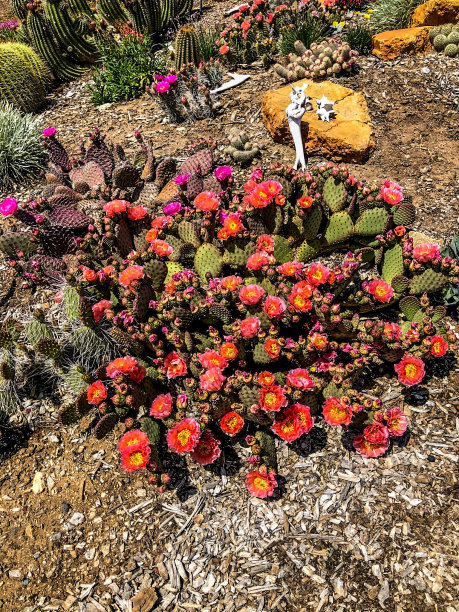 各种各样的仙人掌植物在加利福尼亚州的福布鲁克展出图片下载