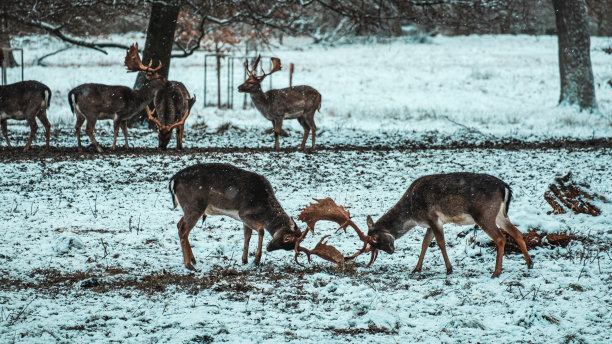 两只马鹿在对打图片下载